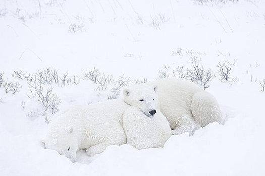 北极熊冬眠的相关图片