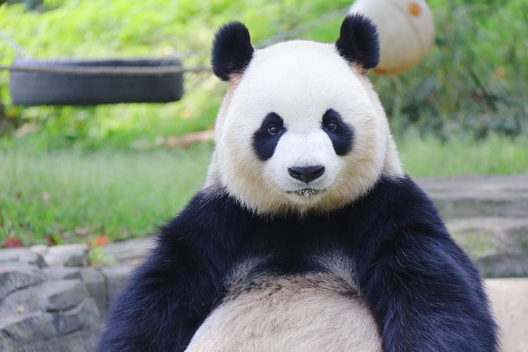 熊猫的外貌的相关图片